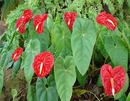เรซินอัดลายใบหน้าวัว(Veiners Anthurium andraeanum leaf )
