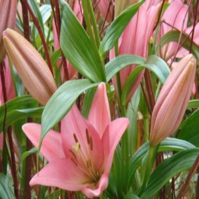 พิมพ์อลูมิเนียมตัดดอกลินลี่+ใบ (Aluminum mold cutter LILY+ leaves)