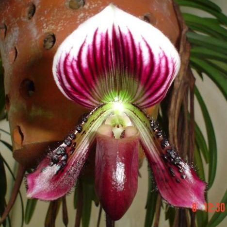 พิมพ์ตัดดอก+ใบรองเท้านารีคางกบ(Aluminum mold cutter Paphiopedilum callosum)