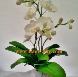 พิมพ์เรซิ่นใบกล้วยไม้ฟาแลนด์ (Veiners Phalaenopsis leaves orchids)