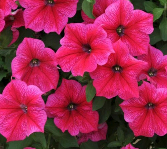 พิทูเนีย (Petunia - Rose of Heaven) / 4,000 เม็ด (UK)*