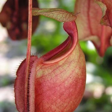 พิมพ์อลูมิเนียมตัดหม้อข้าวหม้แกงลิง(Aluminum mold cutter Nepenthes. )