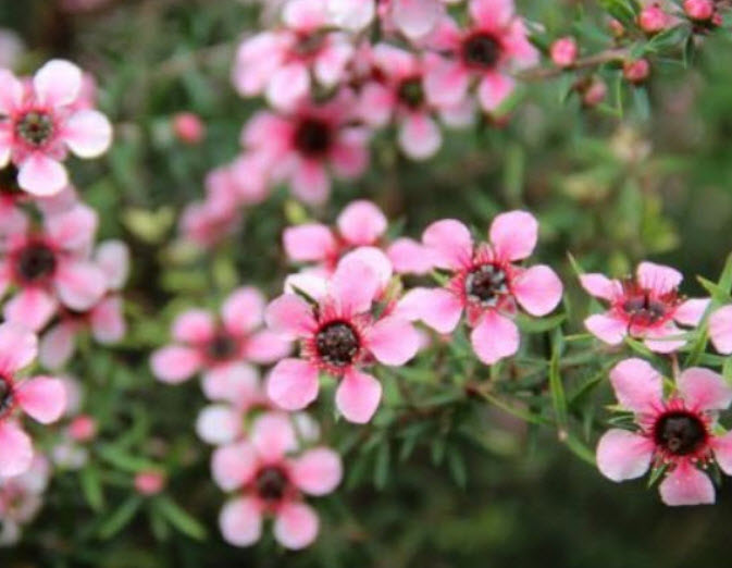 มานูก้า ชมพู (Pink Manuka) / 100 เม็ด (NZ)*