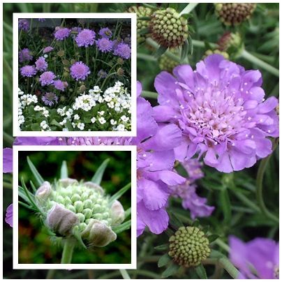 พิมพ์อลูมิเนียมตัดดอก+ใบสกาปิโอซ่า(Aluminum mold cutter SCABIOSA+ leaves )