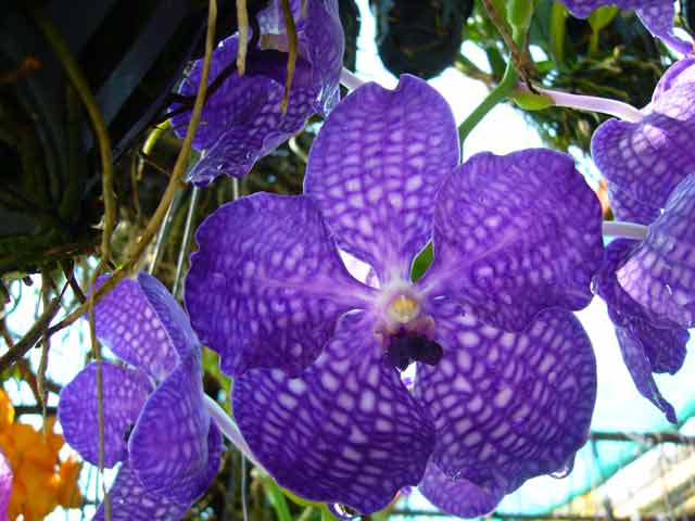 พิมพ์อัดลายแวนด้า,แวนด้าโจคิม (Veiners Vanda Miss Joaquim)