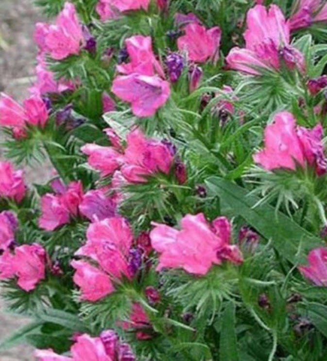 ไวเปอร์ บูกลอส - โรส เบ็ดเดอร์ สีชมพู (Vipor's Bugloss - Rose Bedder) / 50 เม็ด (USA)*