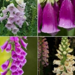 ดิจิทาลิส (Foxglove / Digitalis) คละ / 13,000 เม็ด*
