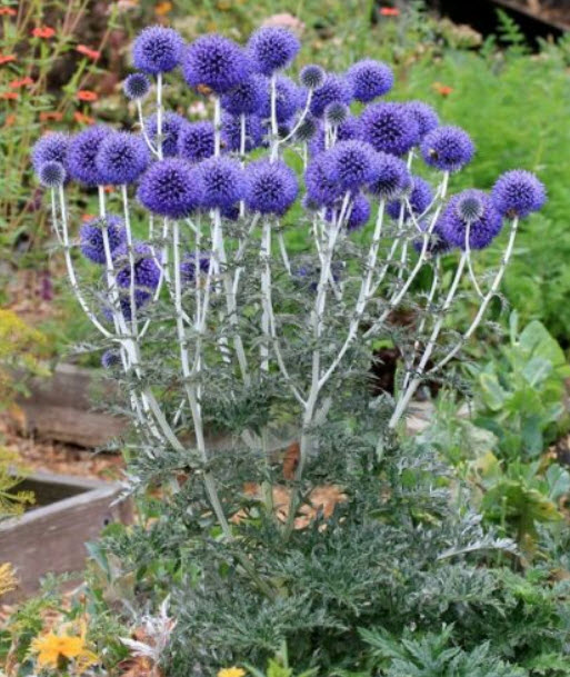 ไจแอนท์ อัลเลี่ยม (Giant Allium) สีม่วง / 50 เม็ด (USA)