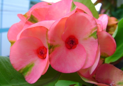 เรซินอัดลายใบ+ดอกโป้ยเซียน(Veiners Leaf + Corow of Thorns flower)