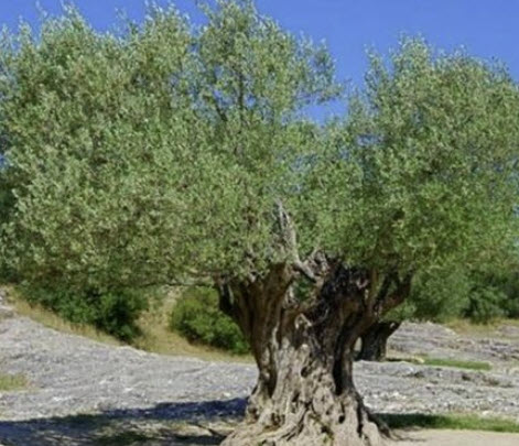 มะกอกโอลีฟ (Olive Oil / Olea europaea) / 10 เม็ด (Spain) *