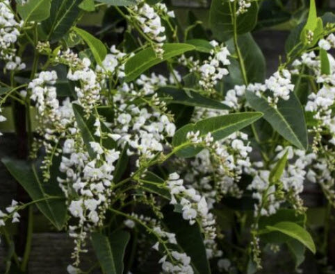 ฮาเดนเบอเจียขาว (Hardenbergia Violacea Alba) / 5 เม็ด (Spain)