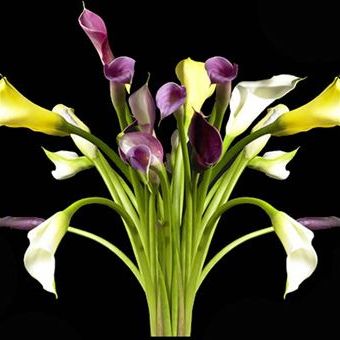 พิมพ์ตัดดอกค่าร่า(Aluminum mold cutter calla lily)