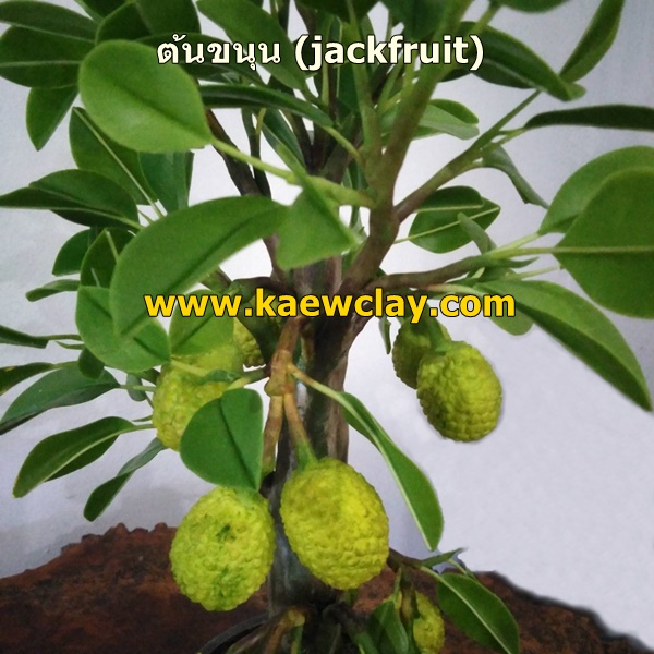 DVD การสอนทำต้นขนุน หรือ Link Online (DVD How to make Jackfruit with KAEWCLAY)