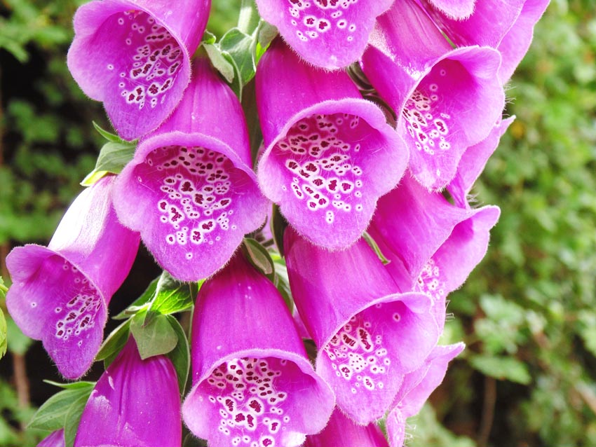 พิมพ์ตัดถุงมือจิ้งจอก(Cutter Mold foxglove)