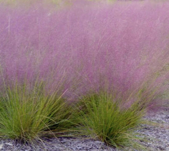 หญ้ามูลี่ชมพู (Pink Muhly grass) / 100 เม็ด (France)*