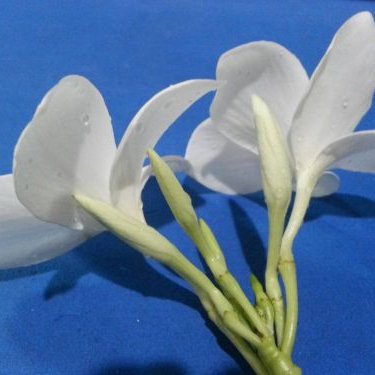 พิมพ์อลูมิเนียมตันลีลลาวดีใบลูกศร(Aluminum mold cutter Plumeria pudica + leaves )