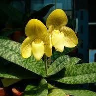 พิมพ์ตัดอก+ใบรองเท้านารีเหลืองปราจีน ( Aluminum mold cutter Paphiopedilum concolor)