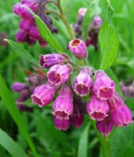 คอมเฟรย์ (Comfrey / Symphytum Officinale) / 25 เม็ด (UK)*