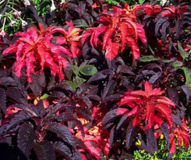 ผักโขม หรือผักโขมแดง (Amaranthus tricolor) / 650 เม็ด (UK)*