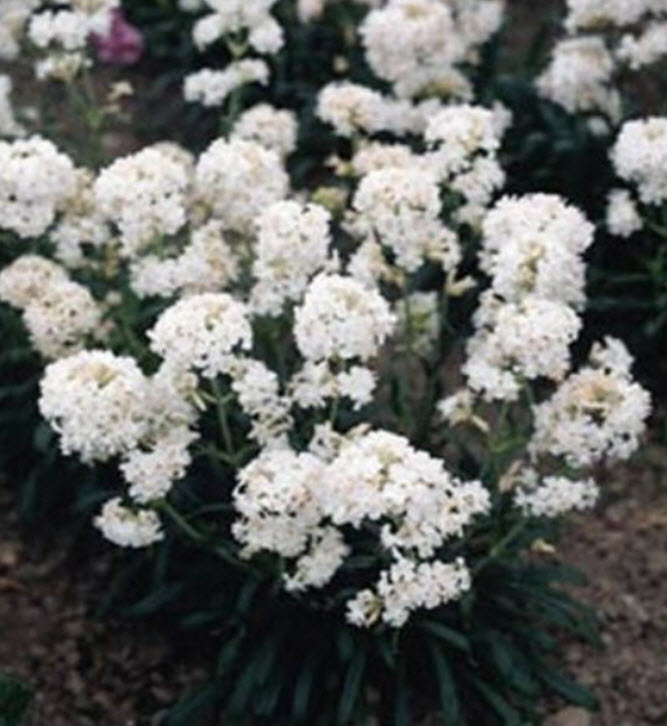 ลิชนิส (Lychnis) ขาว / 400 เม็ด (USA)*