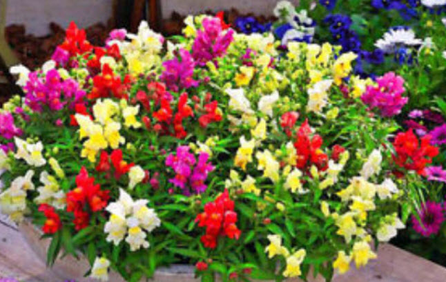 ดอกลิ้นมังกร (Snapdragon) ต้นเตี้ย คละ / 8,000 เม็ด (UK)*