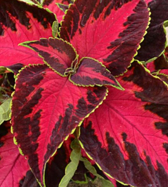 ฤาษีผสมแฟนซี (Coleus - blumei Rainbow) / 250 เม็ด (France)*