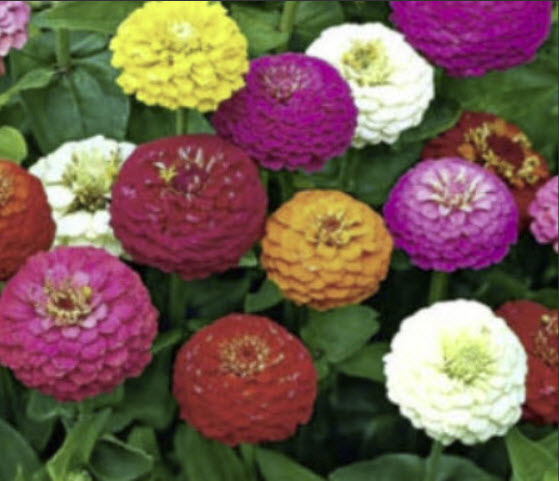 บานชื่น ลิลลี่พุท (Zinnia elegans - Lilliput) คละ ซองใหญ่ / 650 เม็ด (UK)*