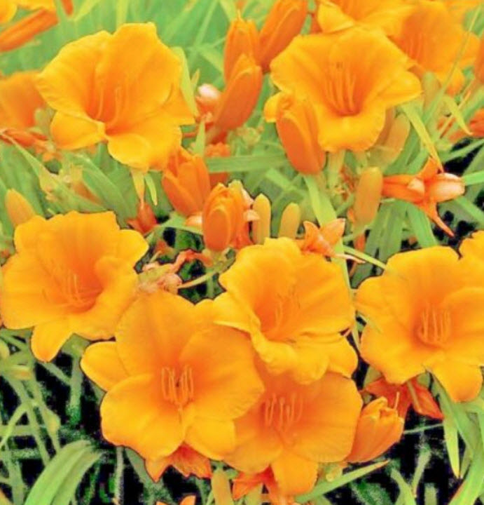 เดย์ลิลี่ สีส้ม (Orange Stella De Oro Daylily) / 10 เม็ด (USA)*