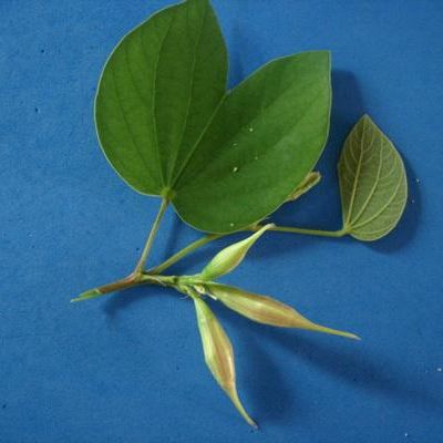 พิมพ์ตัดอลูมิเนียมดอก+ใบกาหลง(Aluminum mold cutter Snowy Orchid Tree )