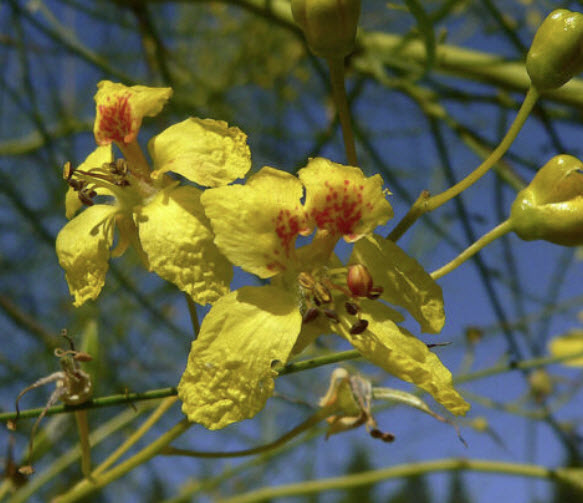 รัตมา หรือรัตตมา (Jerusalem thorn / Pakinsonia Aculeata) / 10 เม็ด (Italy/Portugal)*