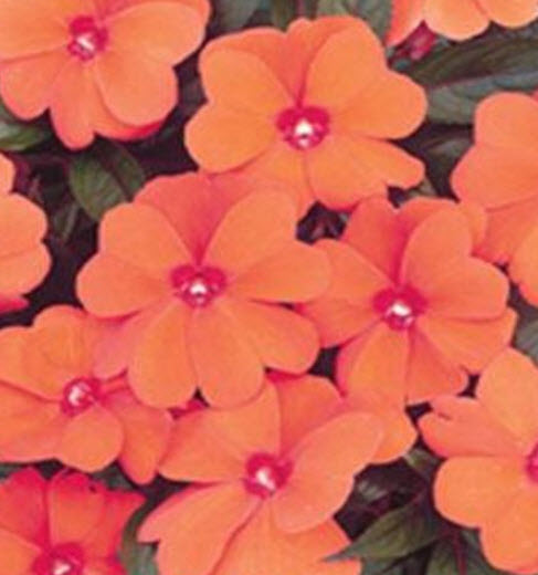 เทียนฝรั่ง (Busy Lizzie - Baby Orange) / 25 เม็ด (USA)