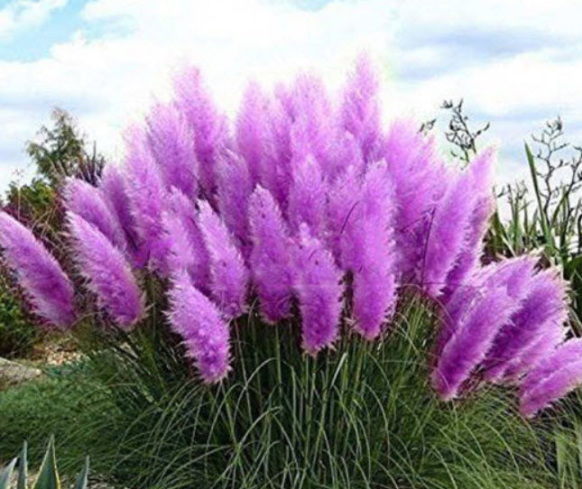 หญ้าภูเขา สีม่วง (Purple Pampas) / 400 เม็ด*