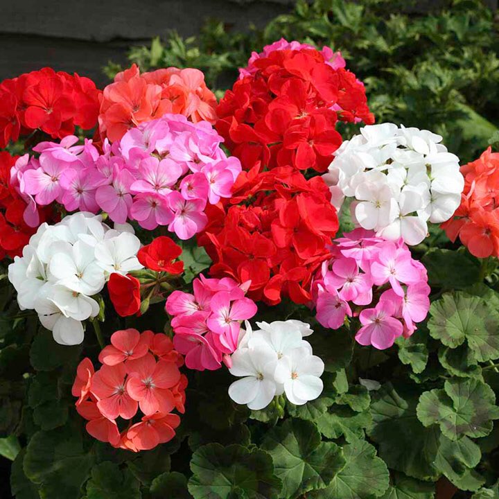 พิมพ์ตัดดอก+ใบเจอราเนียม(Mold cutter geranium Flowers)