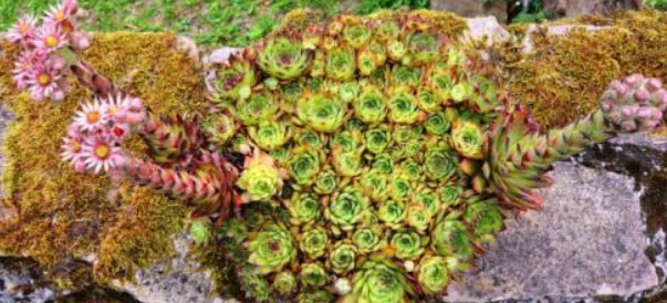 เฮ็นส์แอนด์ชิคส์ (Hens and Chicks) / 25 เม็ด (UK)