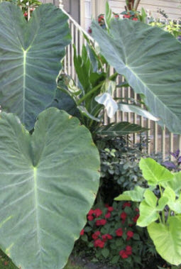 บอนหูช้าง (Giant Elephant Ear / Colocasia gigantea) / 5 เม็ด (France)*
