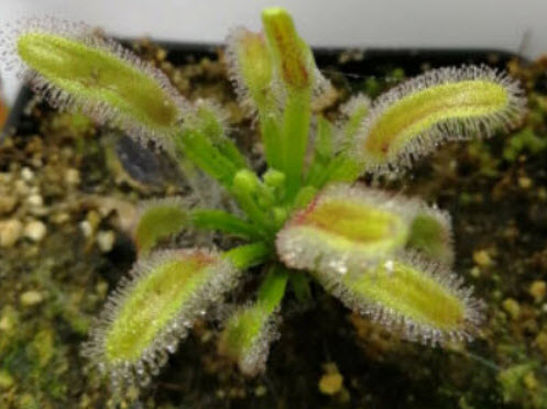 หยาดน้ำค้าง (Drosera Capensis) / 5 เม็ด (Spain)*