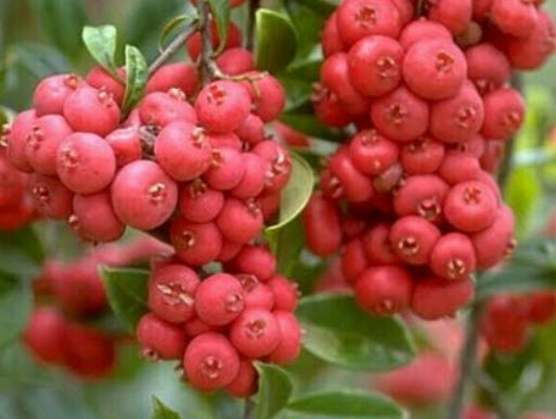บรัช เชอรี่ (Brush Cherry) หรือ Riberry / 5 เม็ด (Australia)