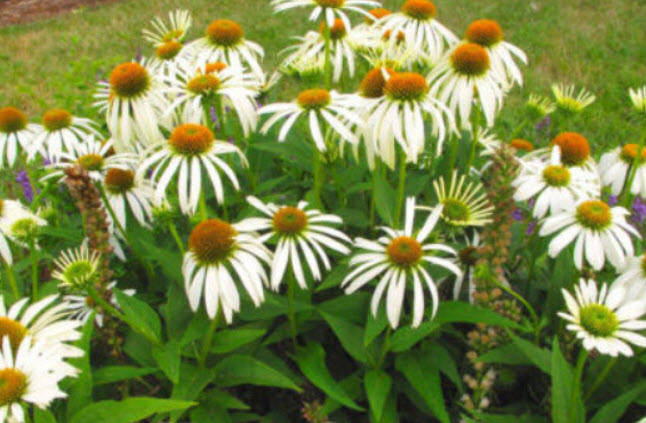 เอ็กไคนาเซีย-ไวท์สวอน (Echinacea - White Swan) สีขาว / 280 เม็ด (UK)*