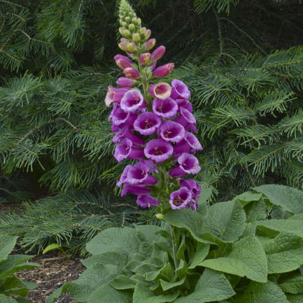พิมพ์ตัดถุงมือจิ้งจอก(Cutter Mold foxglove)