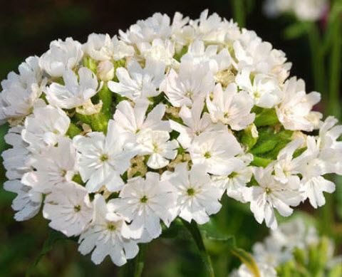 มอลทิส ครอส หรือ Jeruselum Cross สีขาว / 20 เม็ด (Australia)