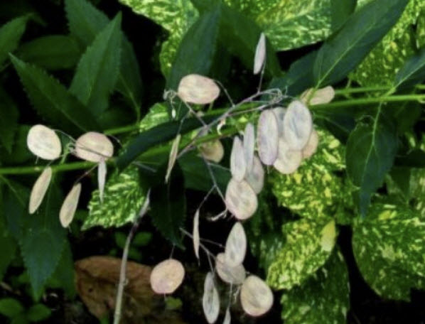 ซิลเวอร์ ดอลล่าร์ หรือ ลูนาเรีย (Silver Dollar / Lunaria biennis) / 30 เม็ด (France)*