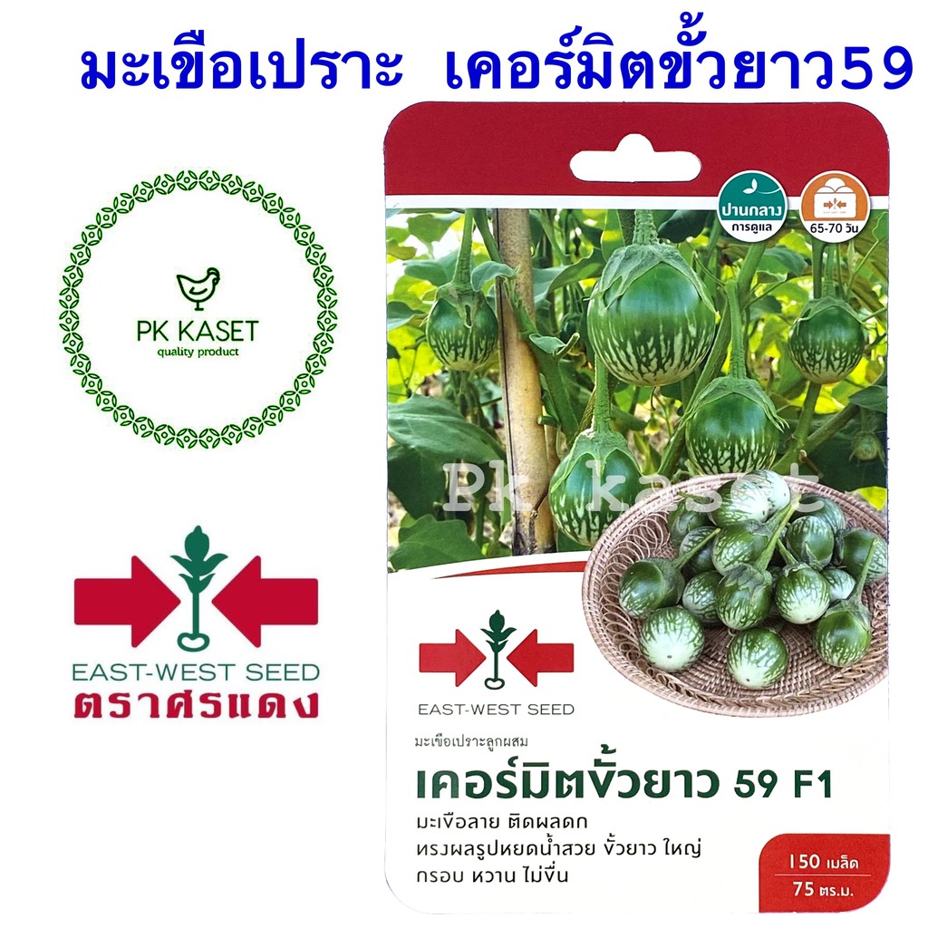 เมล็ดมะเขือเปราะ เคอร์มิตขั้วยาว 59 F1 ศรแดง ซองแข็ง 150 เมล็ด ผักสวนครัว