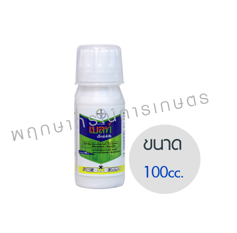 เบลท์ เอ็กซ์เพิร์ท