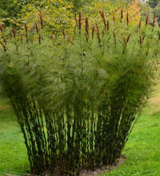 Horsetail Restio หรือ Elegia Capensis / 10 เม็ด (France)