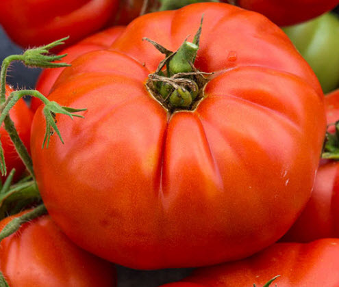 มะเขือเทศบีฟสเต็ก (Beefsteak tomato) สีแดง / 20 เม็ด (USA)