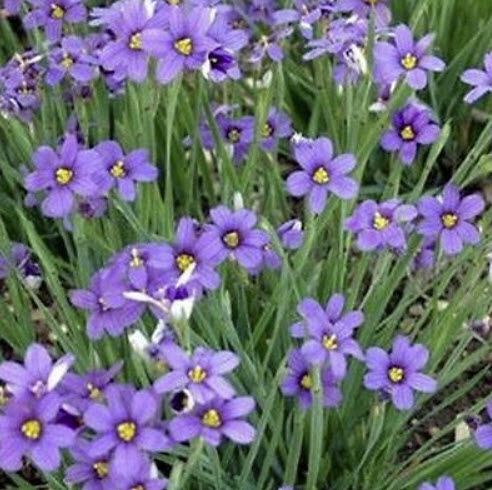 หญ้าบลูอาย (Blue-eyed Grass / Sisyrinchium bellum) / 50 เม็ด (USA)*