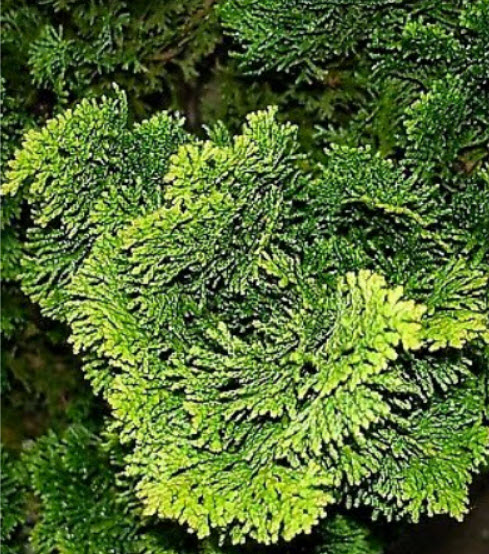 สนฮิโนกิ หรือ ฮิโนกิ ไซเปรซ (Hinoki Cypress) / 25 เม็ด (Russia)*