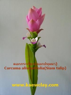 ดอกกระเจียว,ดอกปทุมมา (Curcuma alismatifolia ,Siam tulip)