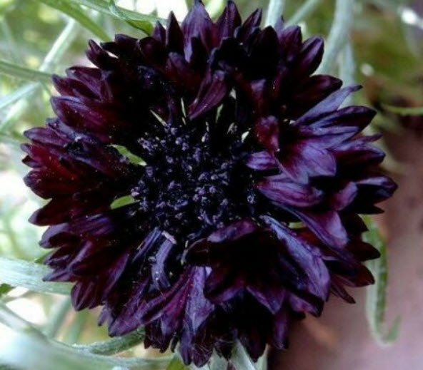 คอร์นฟลาวเวอร์ (Cornflower) ดอกซ้อน สีดำ / 1,100 เม็ด (UK)