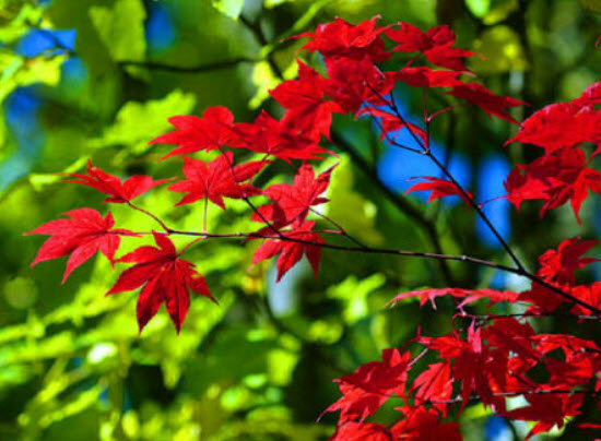 เมเปิลญี่ปุ่น (Japanese maple / Acer Palmatum) สีแดง / 20 เม็ด (France) *